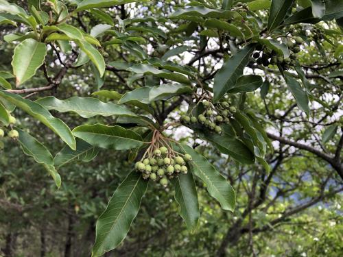 玉山假沙梨