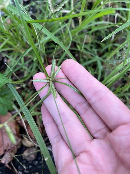 扁穗莎草 (沙田草)