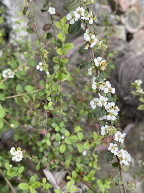 笑靨花