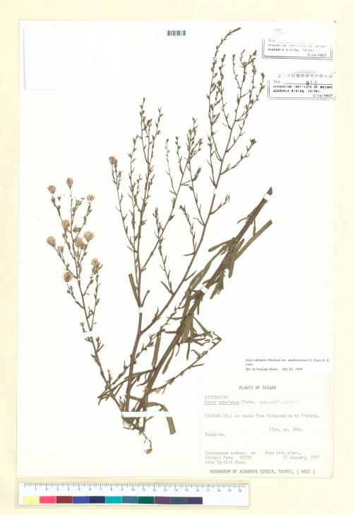 Aster subulatus Michaux var. sandwicensis (A. Gray) A. G. Jones_標本_BRCM 5295