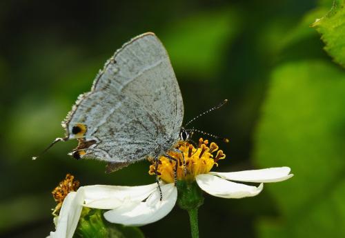 20090930_345777_Satyrium austrinum_a.jpg