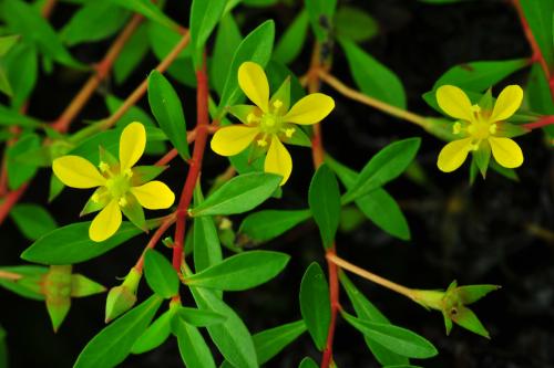 Ludwigia brevipes_BRCM 3426