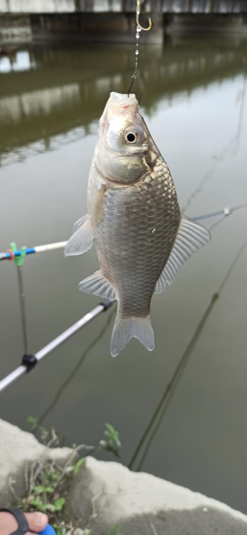 鯽魚 (金魚)