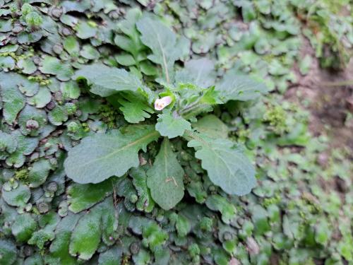 阿里山通泉草