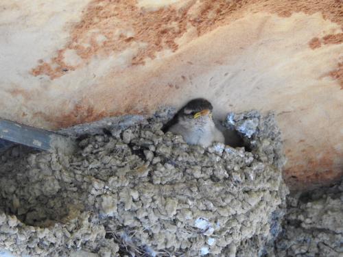 山麻雀幼鳥在東方毛腳燕鳥巢中