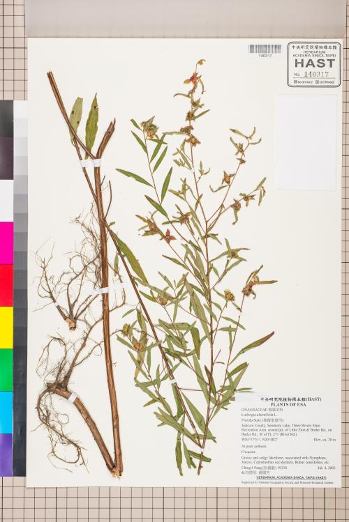 Ludwigia alternifolia L._標本_BRCM 3488