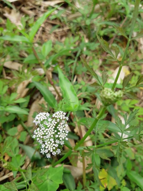 水芹菜