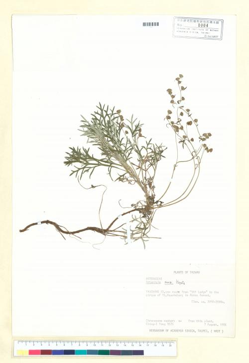 Artemisia somae Hayata_標本_BRCM 6864