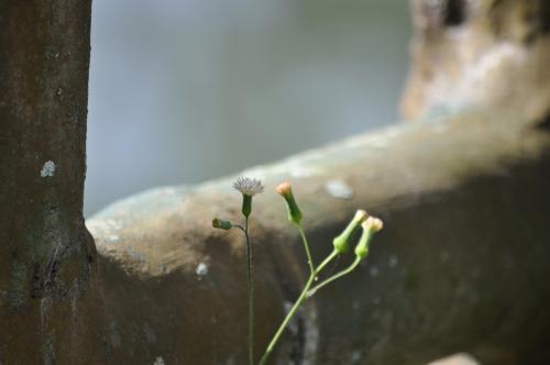 粉黃纓絨花