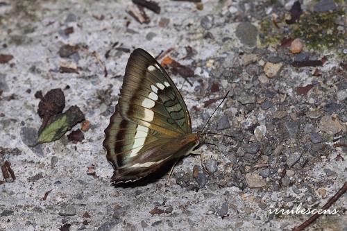 N33-5 窄帶翠蛺蝶