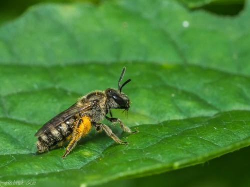 Ceratina sp._002.jpg