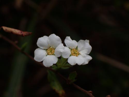 李葉繡線菊(笑靨花)