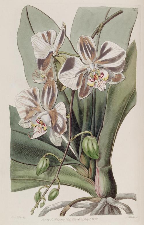 Phalaenopsis aphrodite subsp. aphrodite (as Phalaenopsis amabilis Lindl.) - Edwards vol 24 (NS 1) pl 34 (1838)