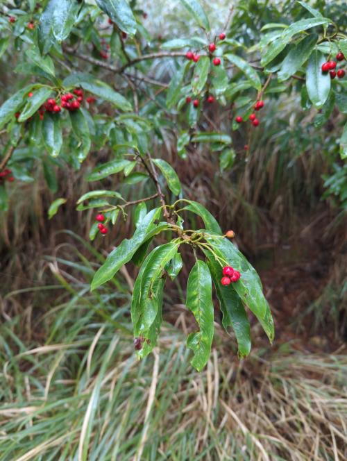 玉山假沙梨