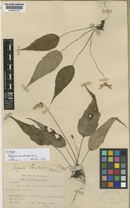 Begonia perakensis標本_BRCM 8744