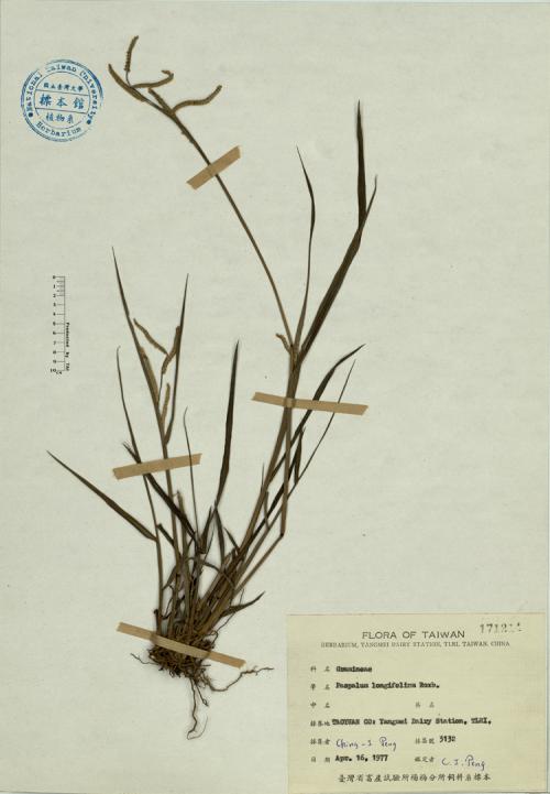 Paspalum longifolium Roxb._標本_BRCM 4162