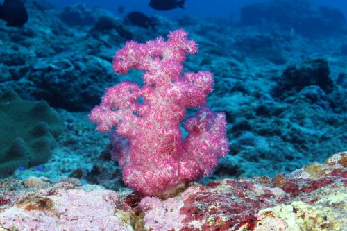 玫瑰棘穗軟珊瑚