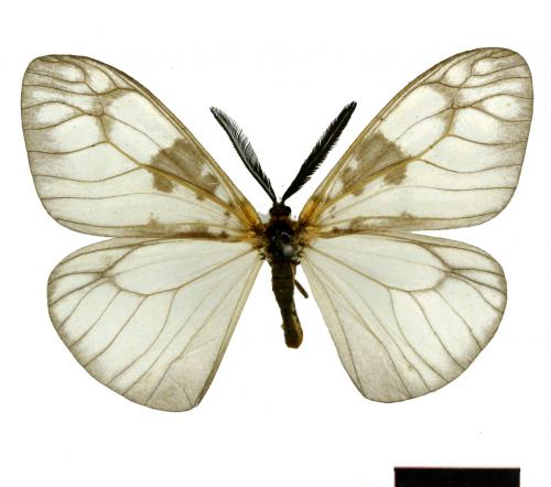 Agalope trimacula Matsumura, 1927