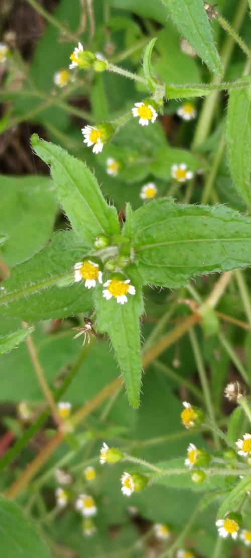 粗毛小米菊