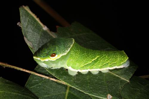 20090925_347291_Papilio hopponis_l.jpg