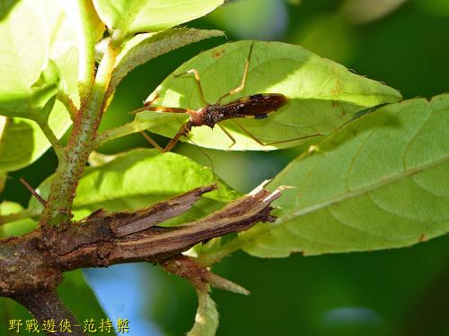 白斑素獵椿象 (六刺素獵椿象)