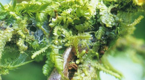性序白鱗蘚