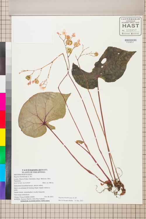 Begonia rhombicarpa標本_BRCM 2558