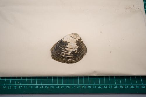 貝殼類1