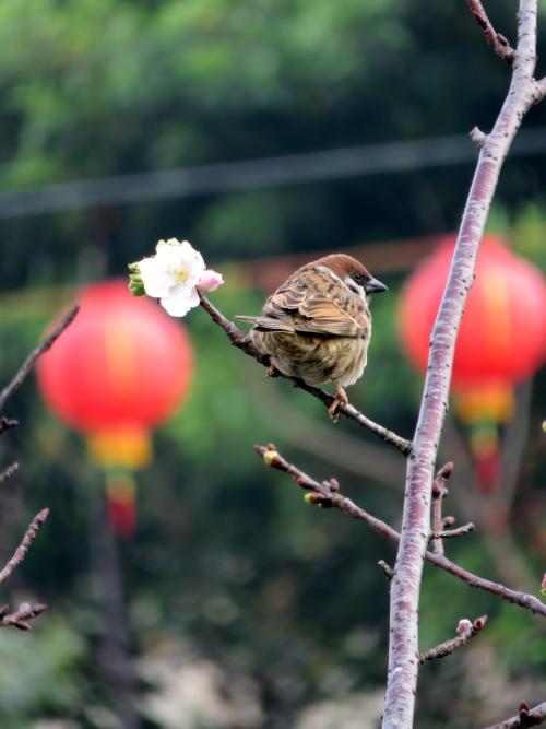 麻雀