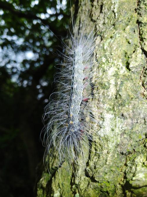 閃光苔蛾