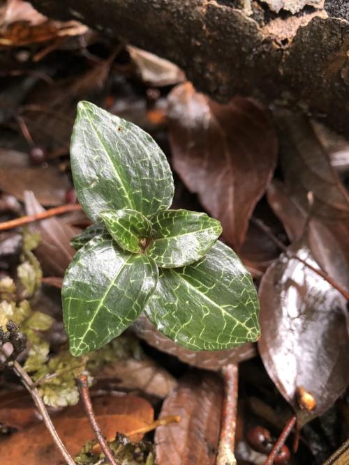 雙花斑葉蘭