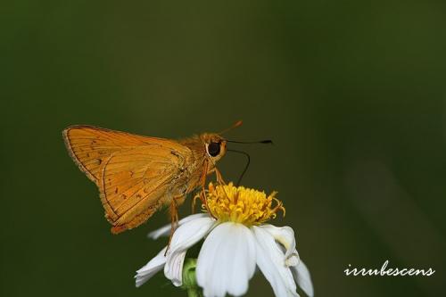 H28-3 熱帶橙斑弄蝶