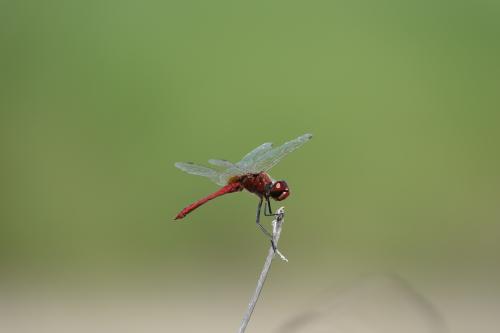 高翔蜻蜓