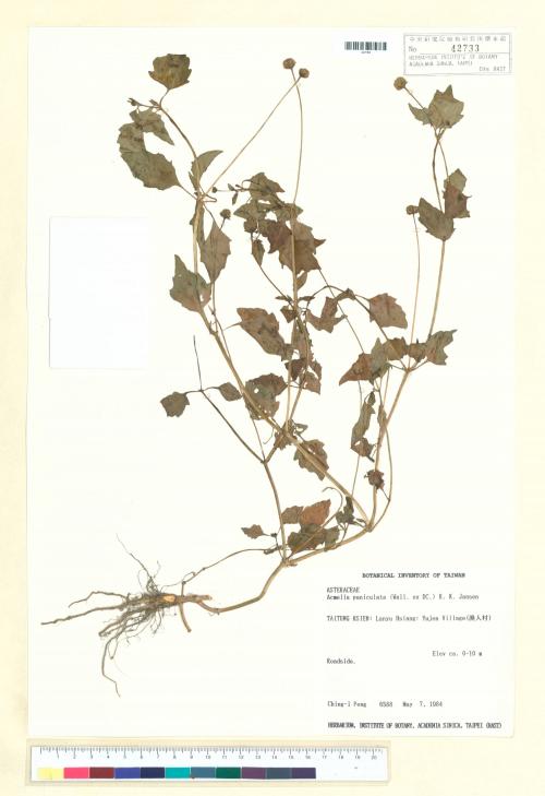 Acmella paniculata (Wall. ex DC.) R. K. Jansen_標本_BRCM 4995