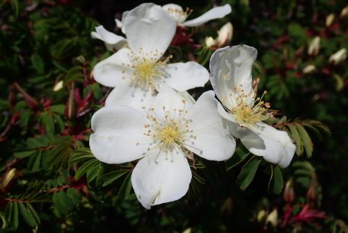 玉山野薔薇