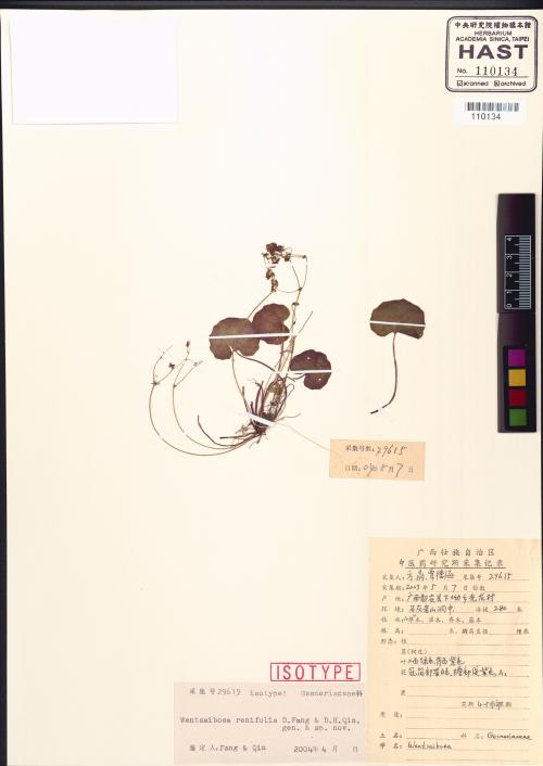 Wentsaiboea renifolia標本_BRCM 110