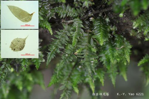 Cyathophorella tonkinensis (Broth. & Paris) Broth. 粗齒雉尾苔生態及顯微照
