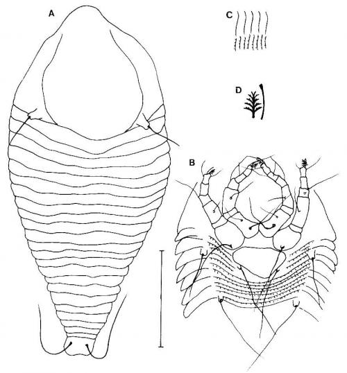 Tegolophus celtus Huang, 2001