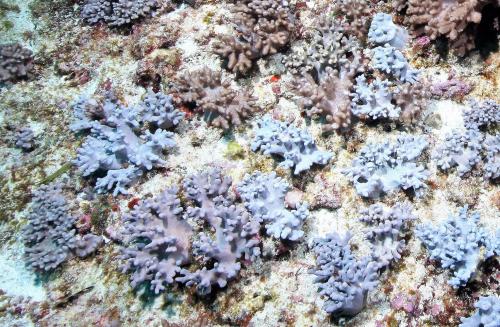 鱗指形軟珊瑚