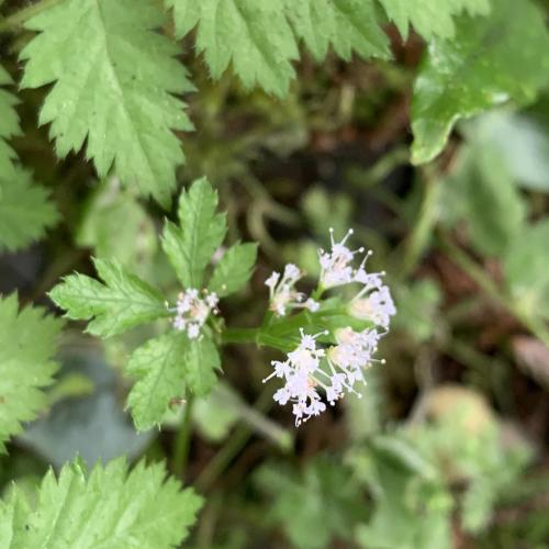 五葉山芹菜