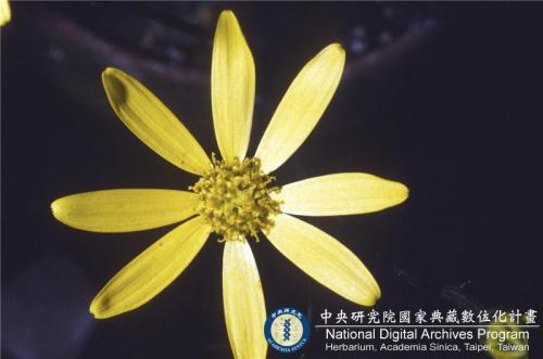 Senecio tarokoensis C.-I Peng_BRCM 6089