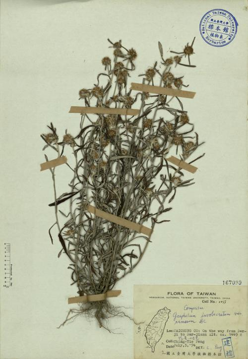 Gnaphalium involucratum var. ramosum DC._標本_BRCM 3853