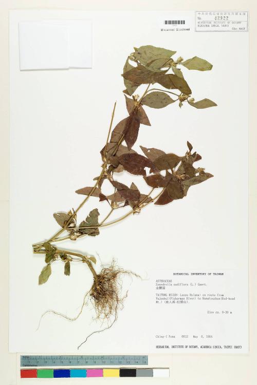 Synedrella nodiflora (L.) Gaertn._標本_BRCM 6530