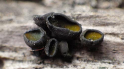 Chlorencoelia versiformis(多形綠腹盤菌)