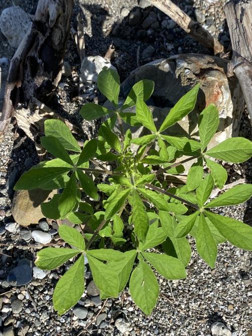 白花菜