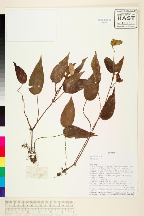 Begonia hatacoa標本_BRCM 1950