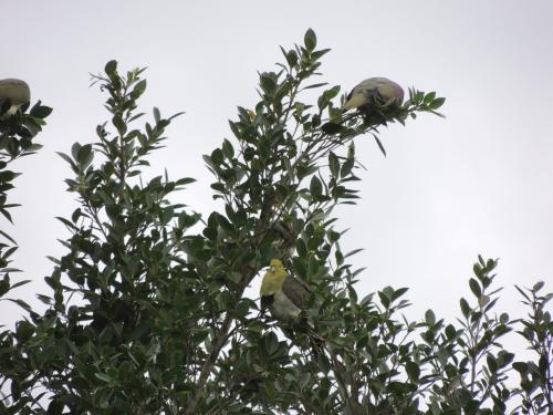 綠鳩