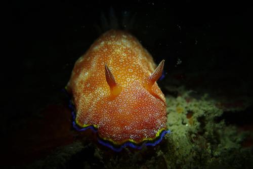 Goniobranchus albopunctatus