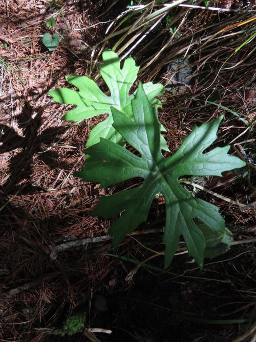 高山破傘菊