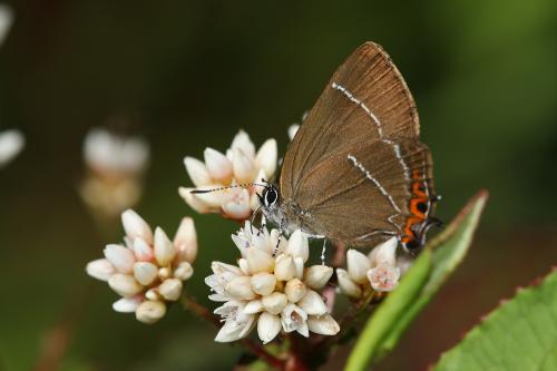 20090930_345781_Satyrium inouei_a.jpg